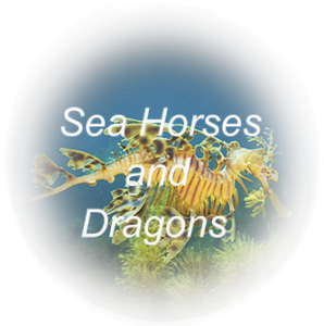 Sea Horses and Dragons