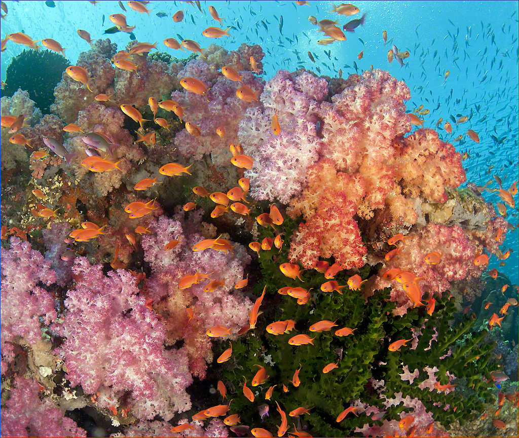 More Coral Bright Colors