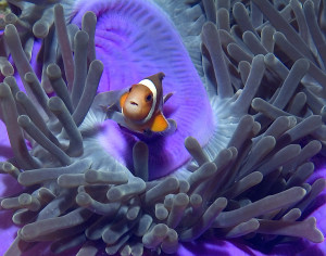 Clownfish in Violet Light